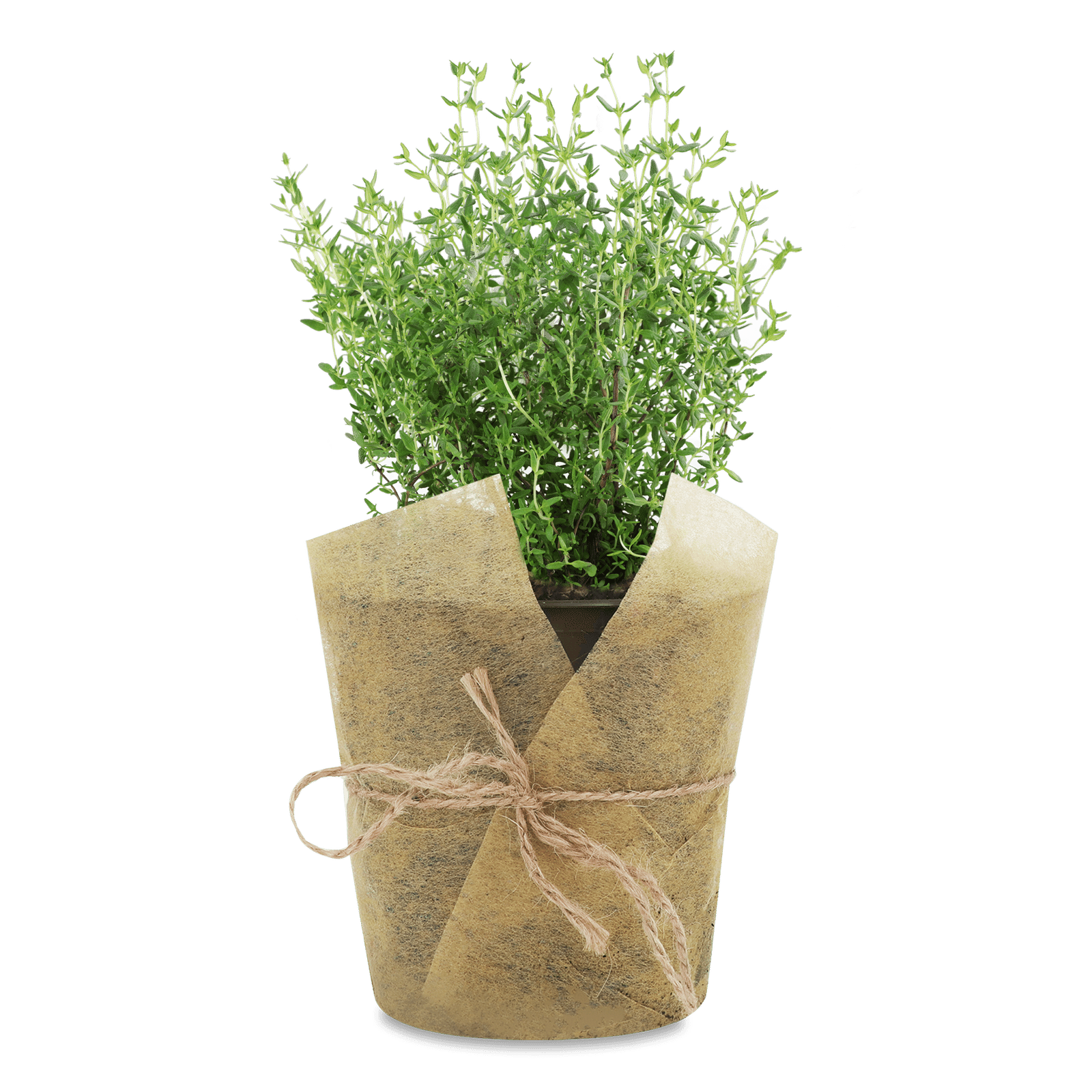 Трави пряні чебрець (тим'ян) в горщику - 1