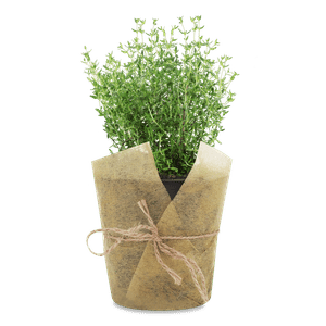 Трави пряні чебрець (тим'ян) в горщику